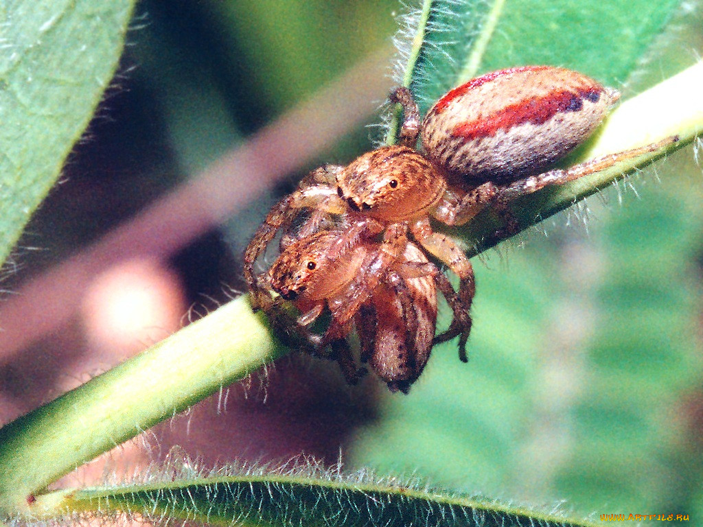 jumpingspiderholdinganother, , 